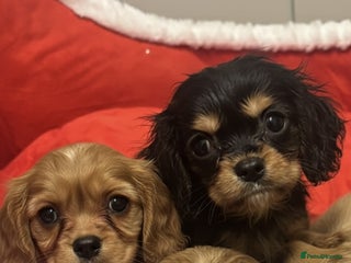 Cavalier King Charles Spaniel dogs 🐶 Cavalier King Charles Puppies 🐶 - Advert 17