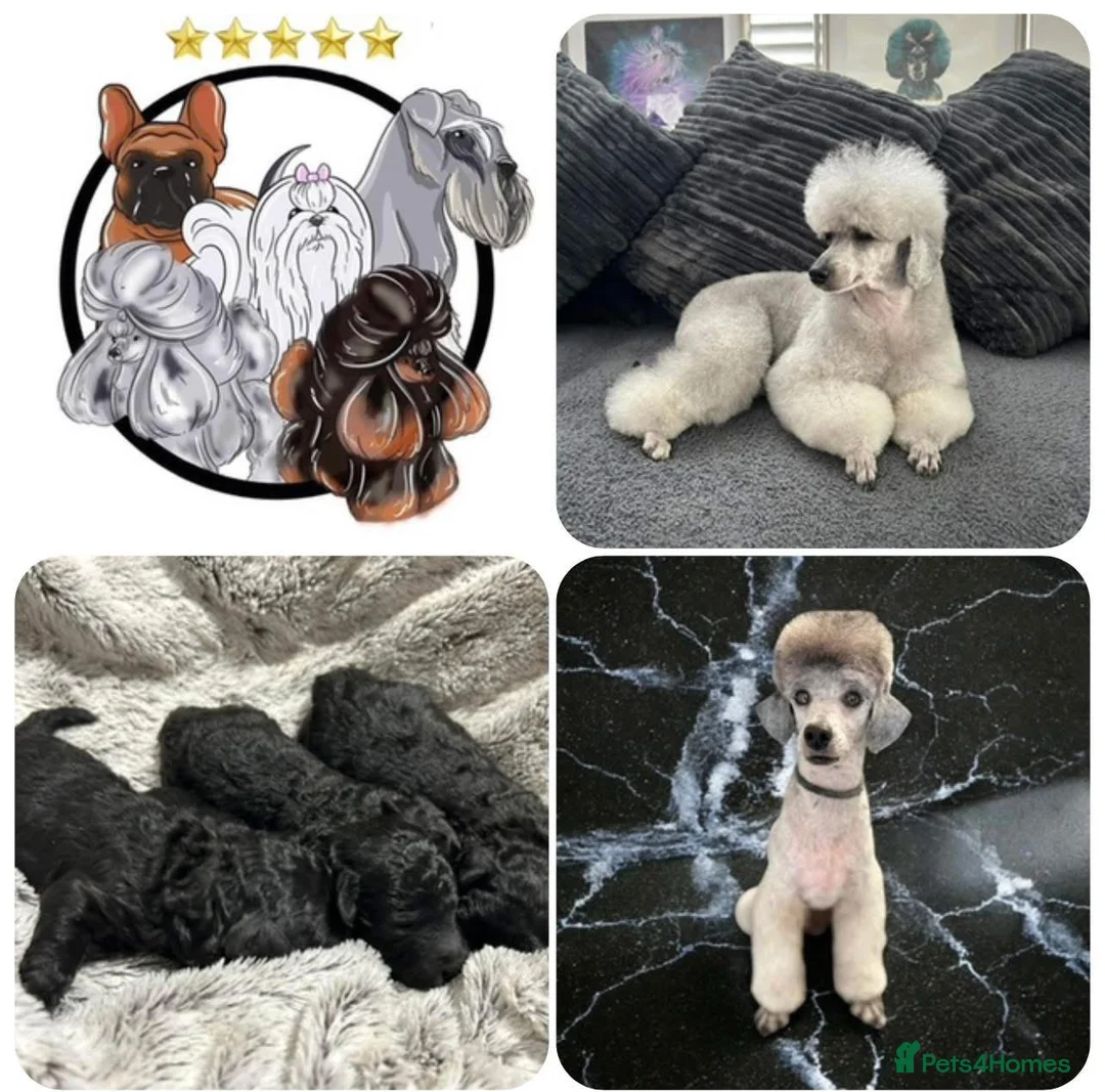 Miniature Poodle dogs for sale: OUTSTANDING SILVER MINI POODLES BEST IN 🇬🇧  - Advert 25