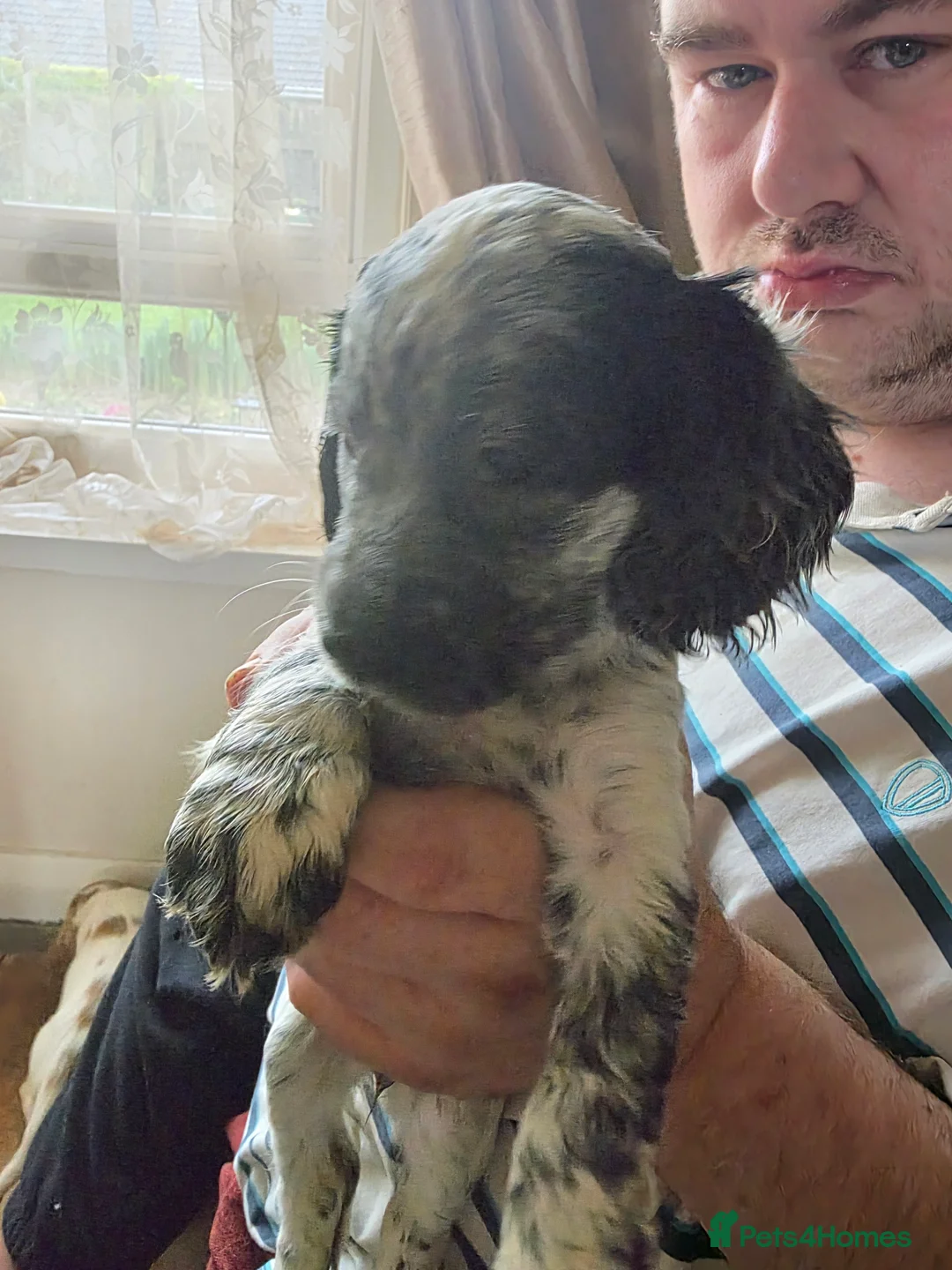Cocker Spaniel dogs for sale: 5 adorable cocker spaniels for sale  - Advert 8