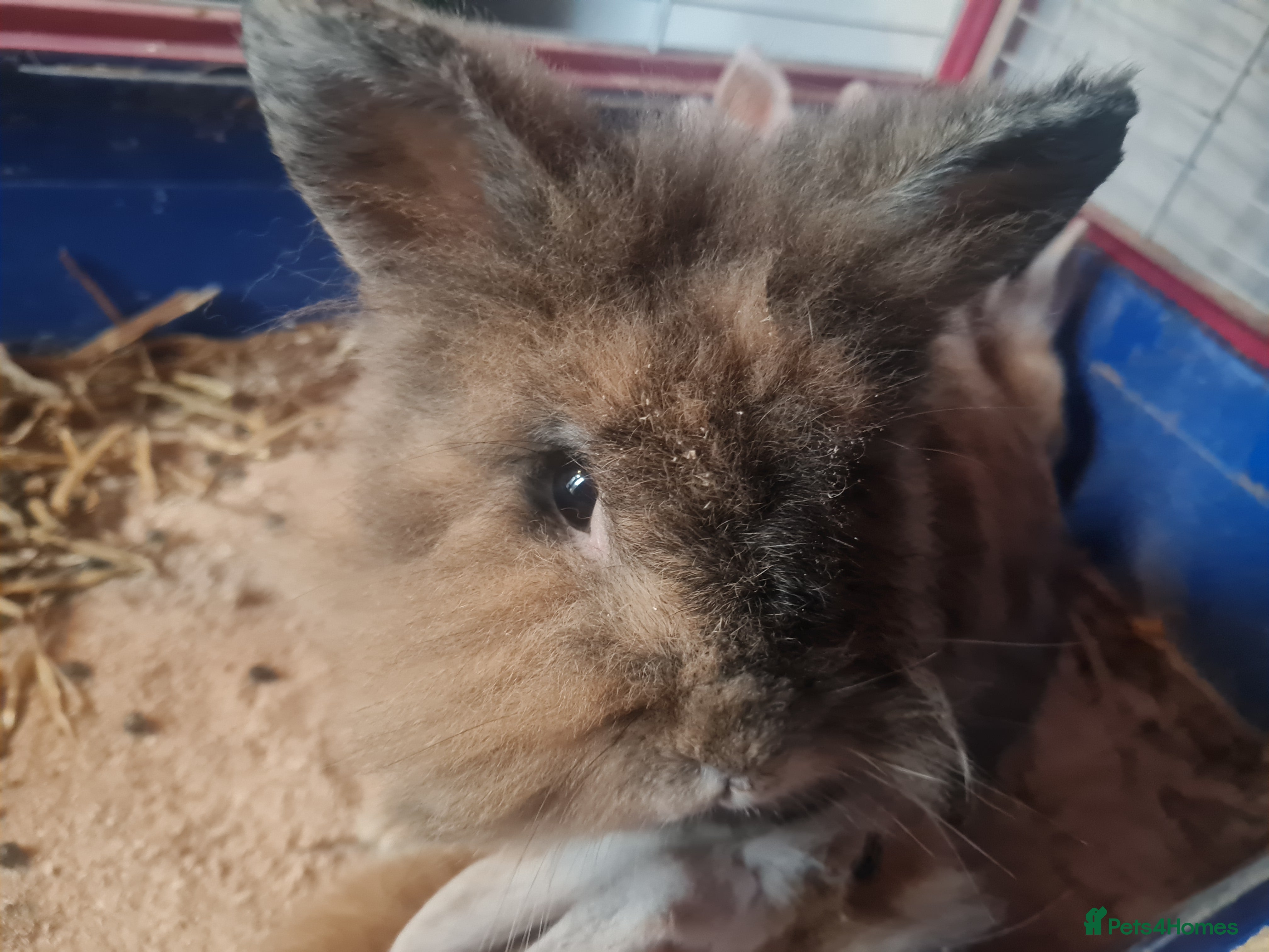 Lionhead rabbits Lionhead cross kits  - Advert 4