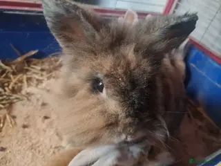 Lionhead rabbits Lionhead cross kits - Advert 4