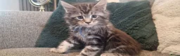 Maine Coon cats for sale: **PURE Maine Coon Kittens** 1 Boy / 3 Girls - Advert 1