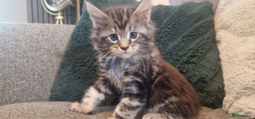 Maine Coon cats for sale: **PURE Maine Coon Kittens** 1 Boy / 3 Girls - Advert 1
