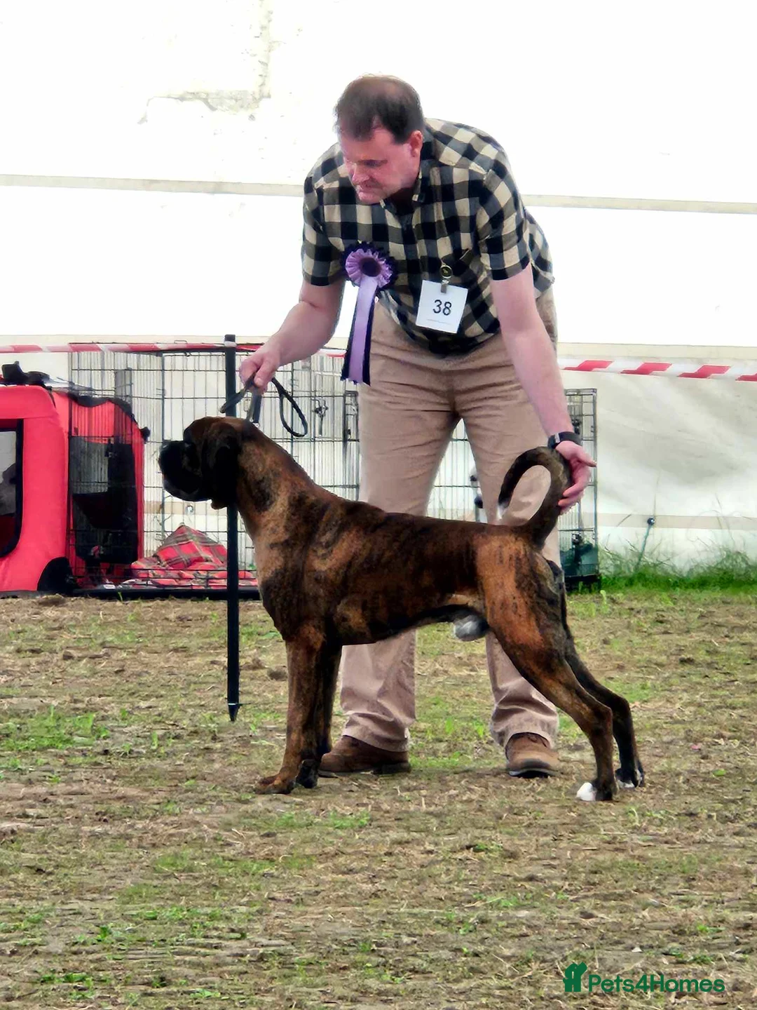 Boxer dogs for stud: Champion lined boxer for stud in Colwyn Bay - Advert 9