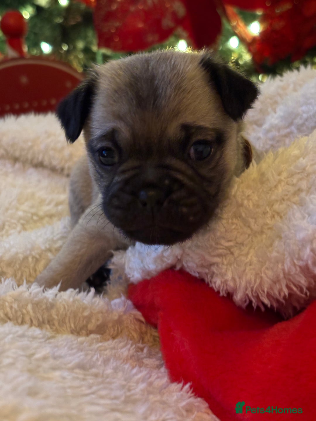 Pug dogs for sale: Pug puppies - Advert 18