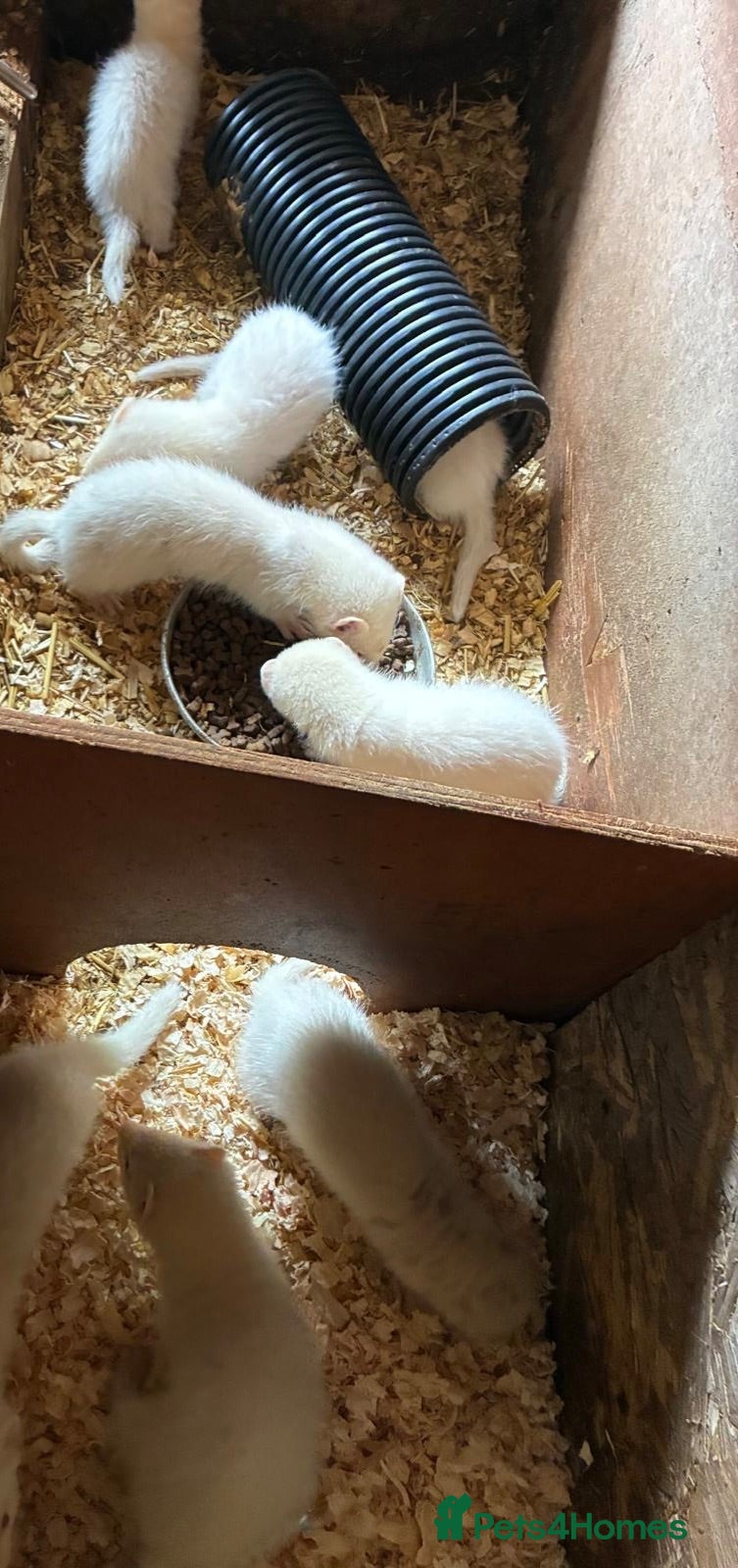 Ferret rodents Albino Ferret Kits - Advert 1