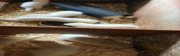 Ferret rodents for sale: Albino Ferret Kits - Advert 1