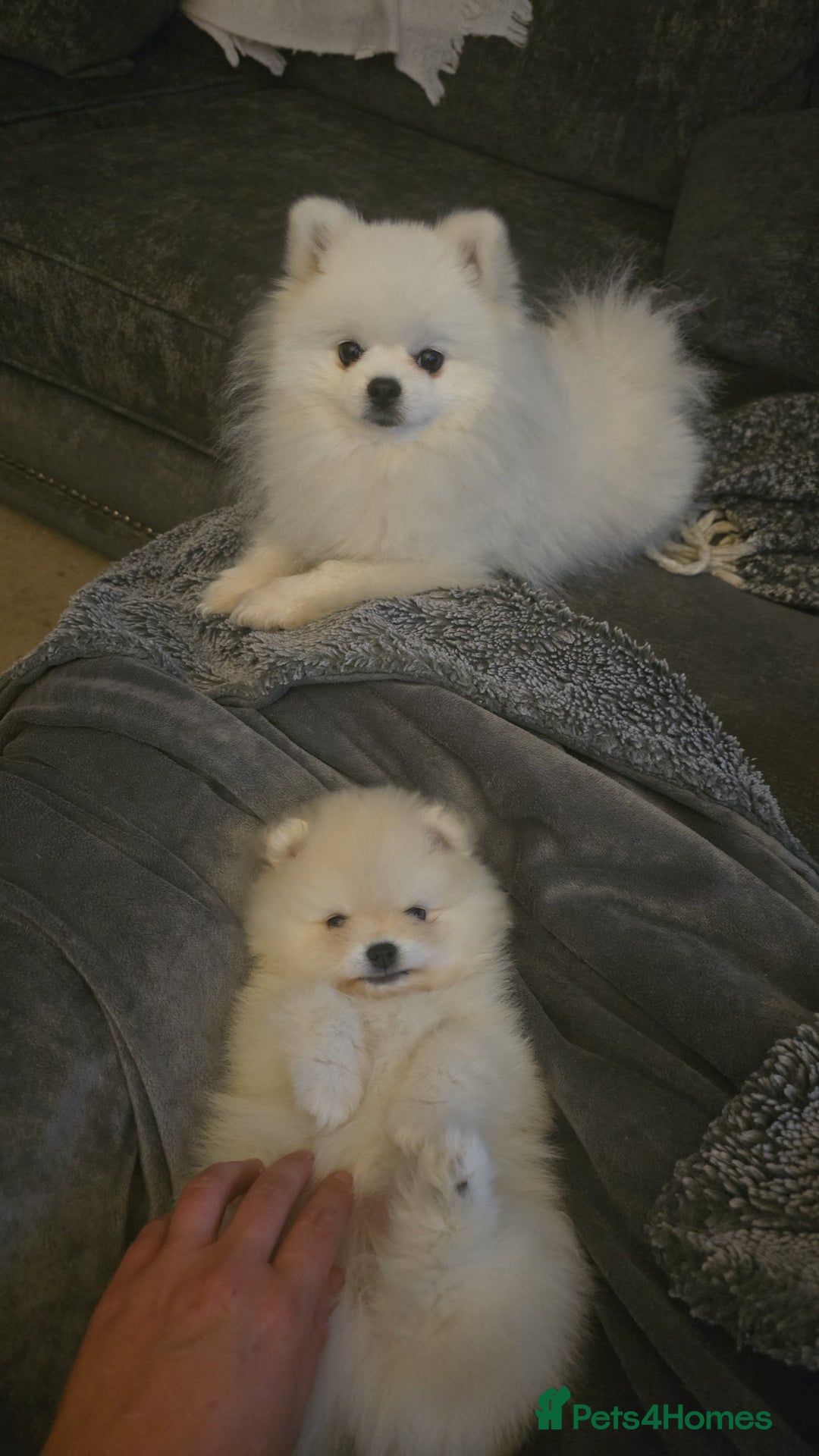 Pomeranian dogs for sale: Miniature Pomeranian Puppies For Sale  - Advert 5