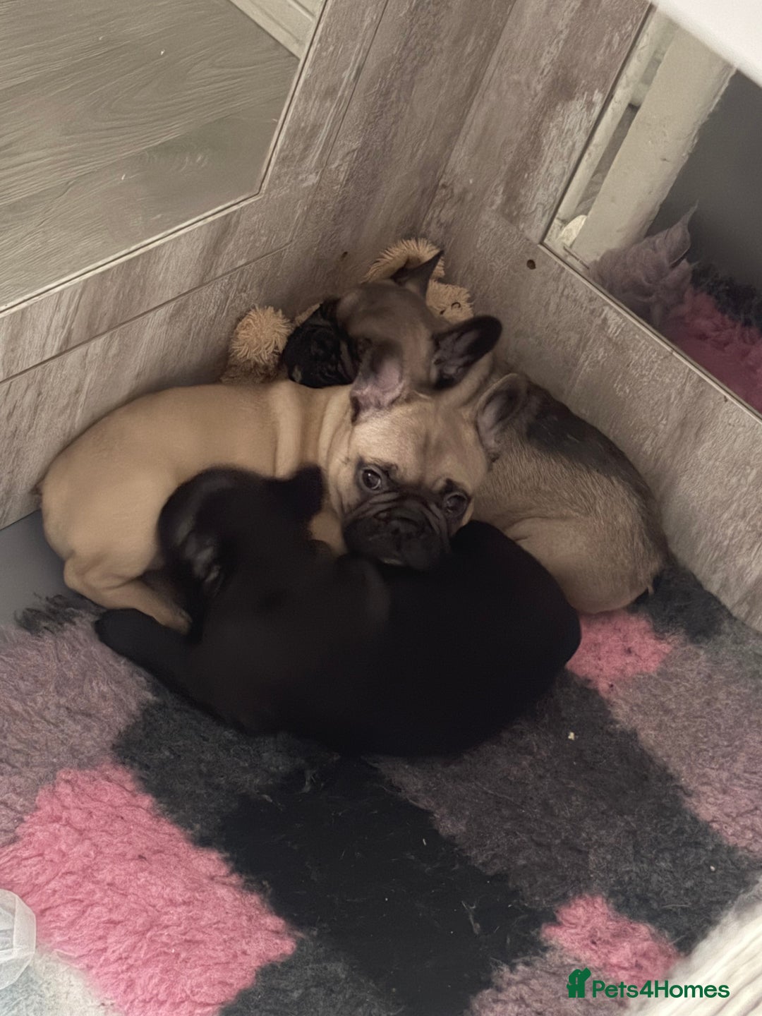 French Bulldog dogs for sale: French Bulldog Puppies PET PRICED  - Advert 30