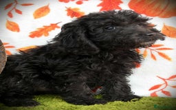 Cockapoo dogs for sale: Ready to go 10 October tiny toy cockapoos  - Image 23