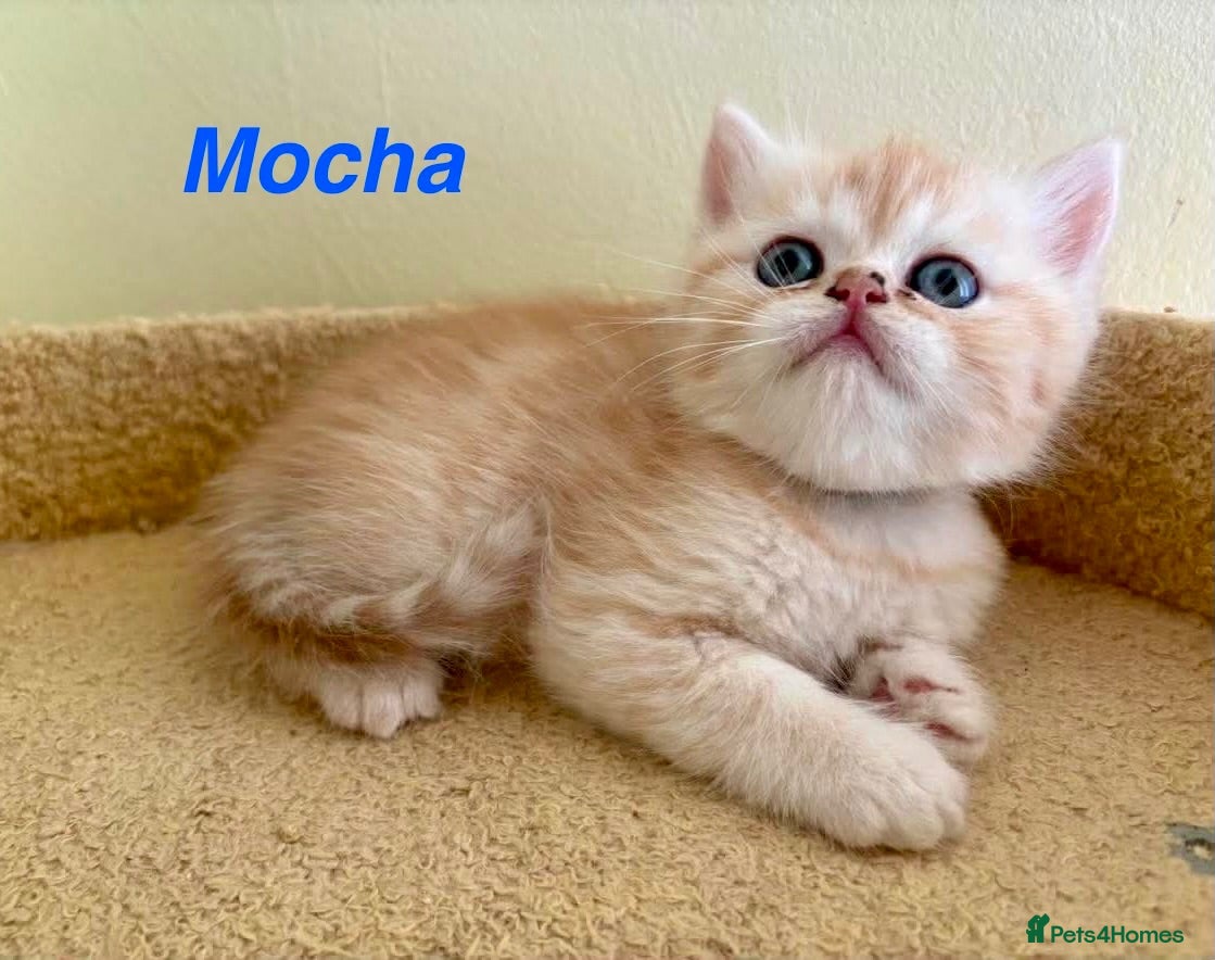 Exotic cats Reduced Gorgeous Persian Exotic Kittens - Advert 6
