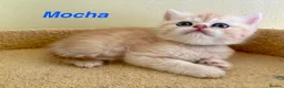 Exotic cats for sale: Beautiful Persian Exotic Kittens - Advert 6