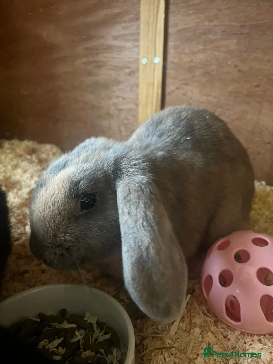 Mini Lop rabbits for sale: 1 mini lop and 1 lop eared rabbit with hutch  - Advert 3