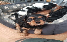 Cavalier King Charles Spaniel dogs for sale: 2 Cavalier king Charles puppies left - Image 9
