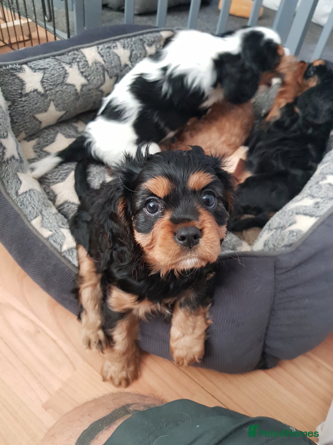Cavalier King Charles Spaniel dogs for sale: 2 Cavalier king Charles puppies left - Image 9