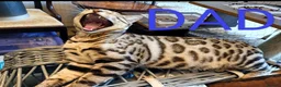 Bengal cats for sale: Silver Bengal Kittens  - Advert 6
