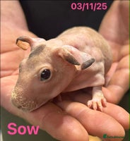 Guinea Pig rodents Skinny Pig Sows. Reserve Now - Advert 5