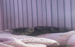 Bengal cats for sale: REDUCED 12week old bengal for sale ASAP - Image 8