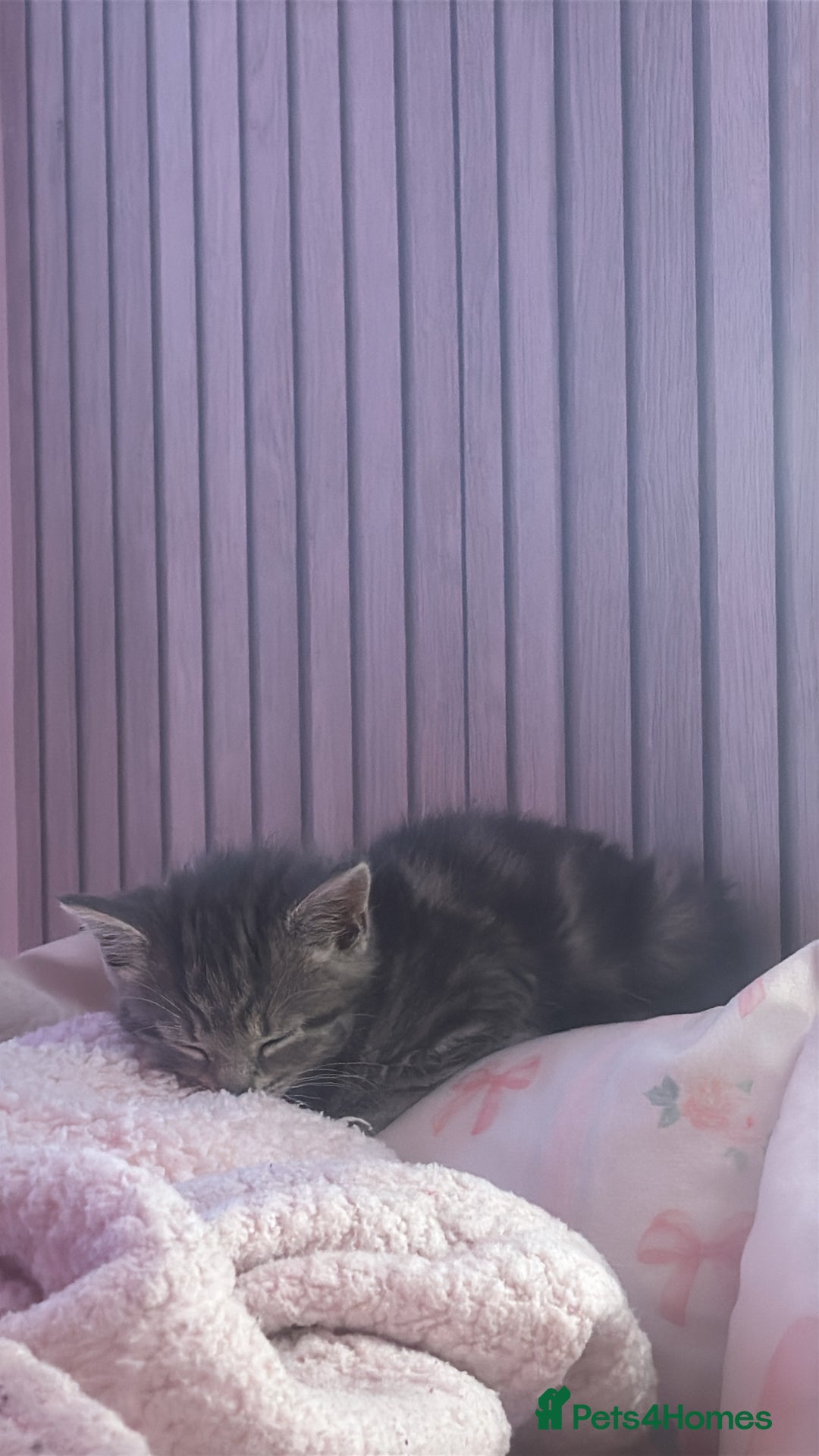 Bengal cats for sale: REDUCED 12week old bengal for sale ASAP - Image 8
