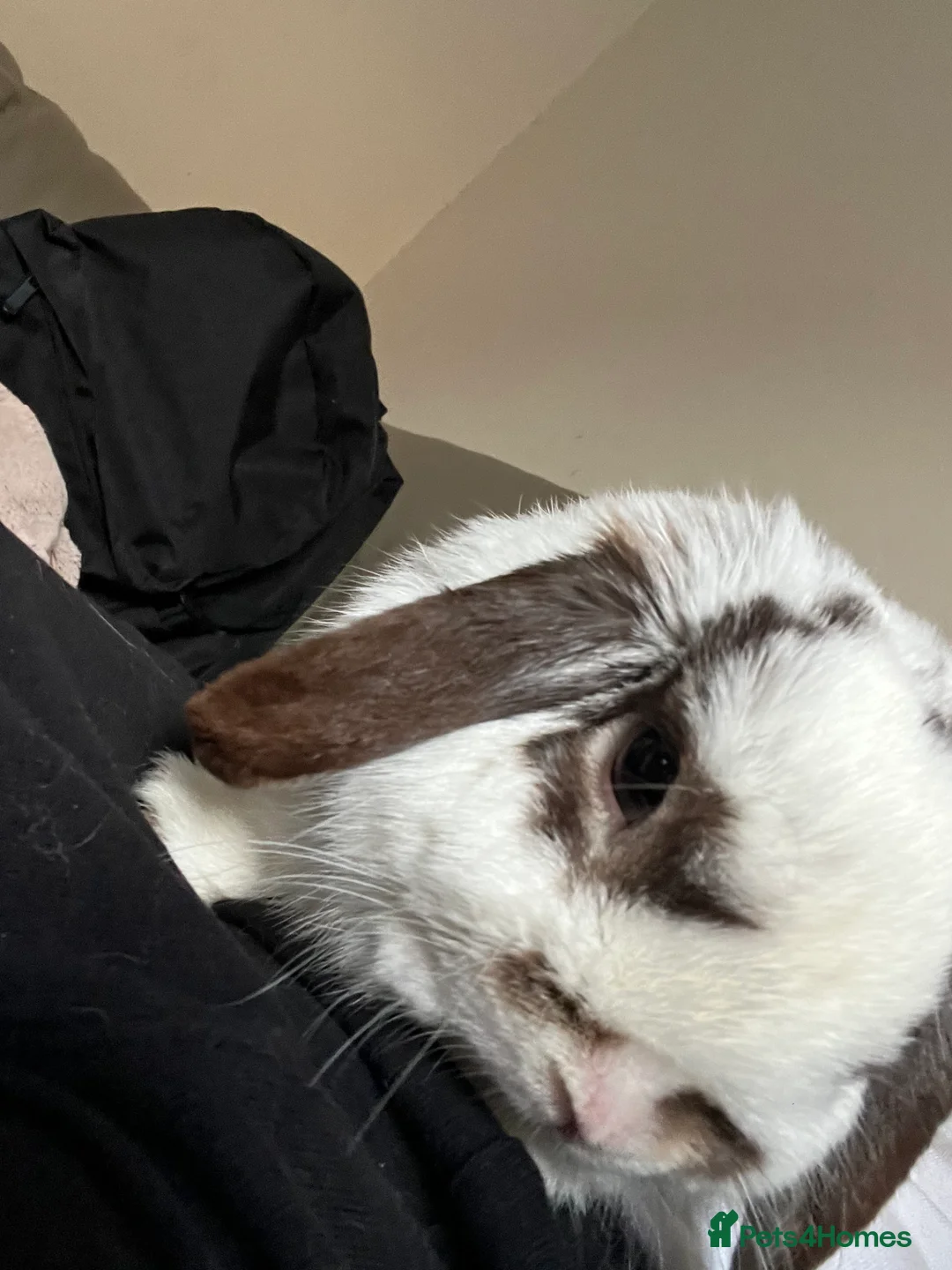 Mini Lop rabbits for sale: Mini lop rabbit for sale  - Advert 4