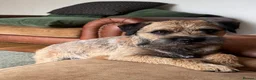 Border Terrier dogs for sale: Magnificent quality border terriers  - Advert 2