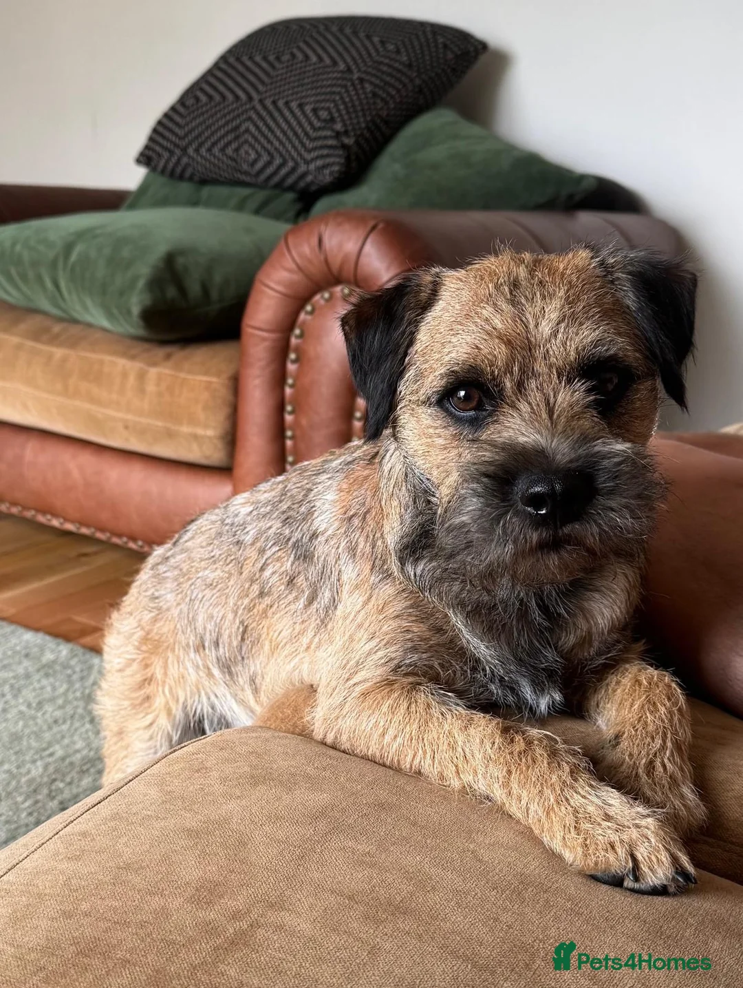 Border Terrier dogs for sale: Magnificent quality border terriers  - Advert 2