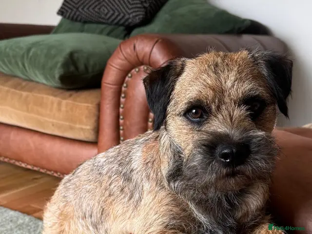 Border Terrier dogs for sale: Magnificent quality border terriers - Advert 2