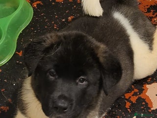 Akita dogs Ready to leave now. American Akita Puppies 🐾 - Advert 2