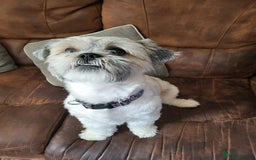 Shih Tzu dogs for stud: Shih tzu stud (pure breed) - Image 2