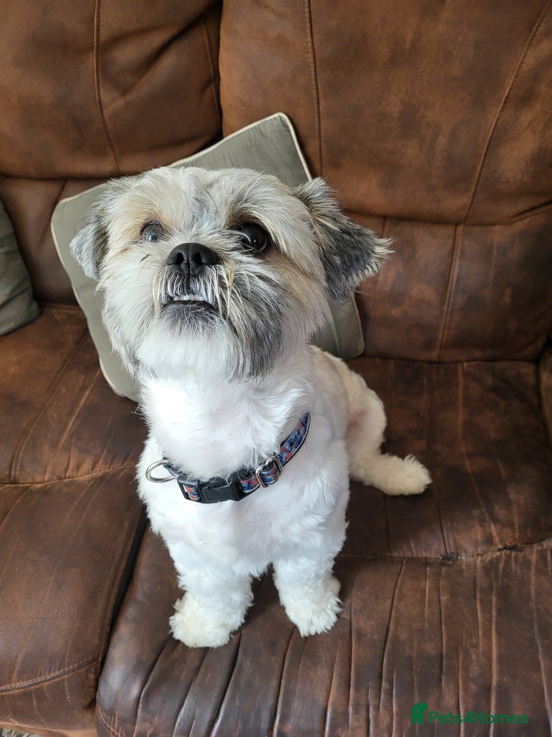 Shih Tzu dogs for stud: Shih tzu stud (pure breed) - Image 2
