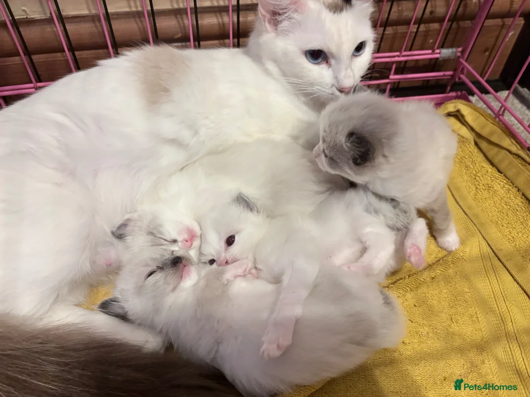 Ragdoll cats for sale: Female ragdoll - Advert 4