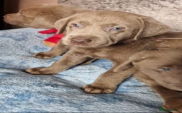 Labrador Retriever dogs for sale: Adorable Silver Labrador Puppies  - Image 11