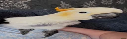 Cockatoo birds for sale: Sulphur Cockatoo in Sheffield - Advert 6