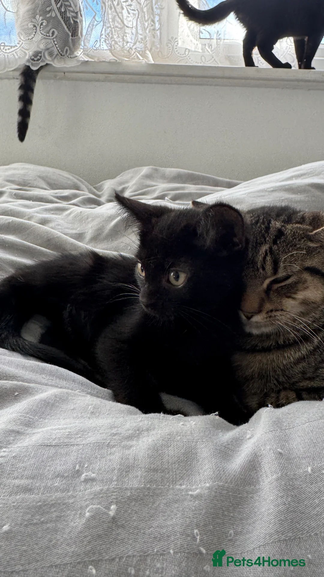 British Shorthair cats for sale: 8 week Kittens - Advert 2