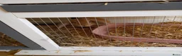 Mixed Breed rabbits for sale: Rabbit for sale in Northampton - Advert 1