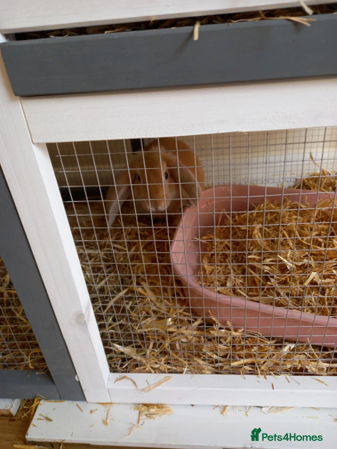 Mixed Breed rabbits for sale: Rabbit for sale in Northampton - Advert 1