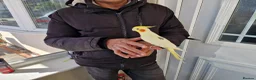 Cockatiels birds for sale: Super hand tamed cockatiel for sale  - Advert 6