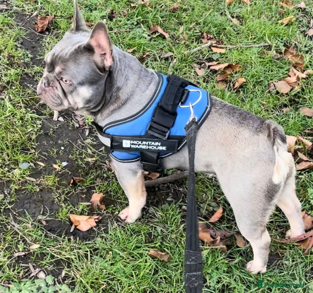 French Bulldog dogs for sale: KC REGISTERED HEALTH TESTED FRENCH BULLDOGS  - Advert 12