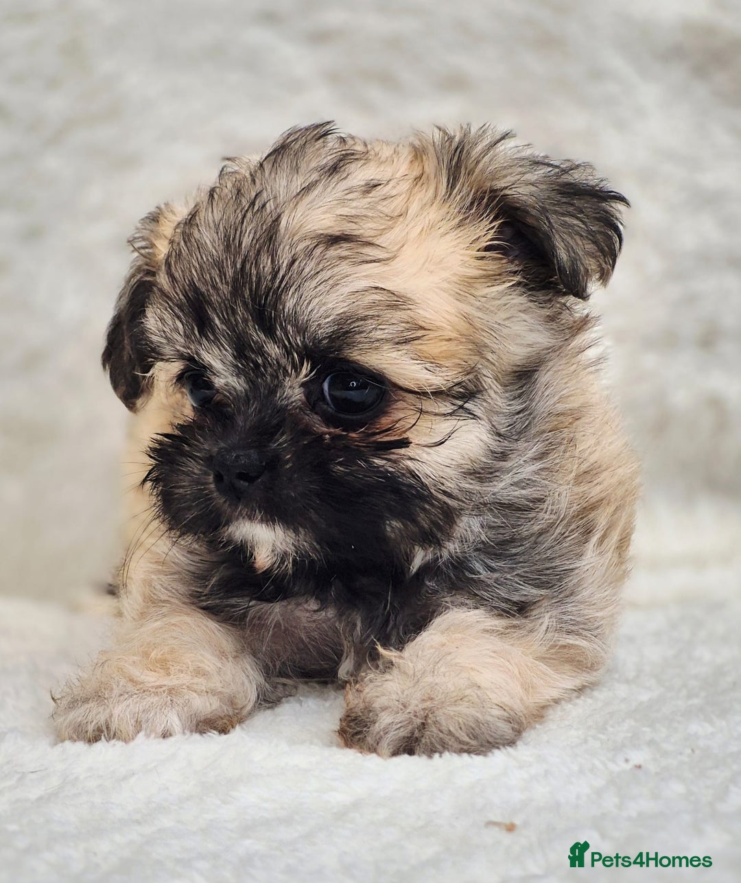 Shih Tzu dogs for sale: Gorgeous Small Imperial Shih tzu puppies READY - Image 16