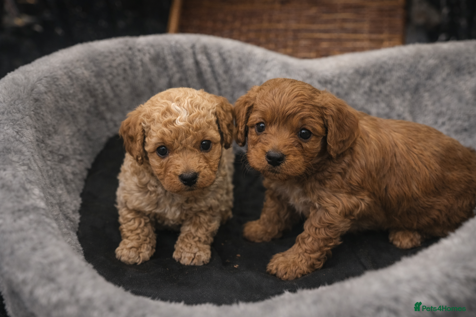 Maltipoo dogs 🐶 Adorable Korean Maltipoo Puppies – Ready Soon! - Advert 10