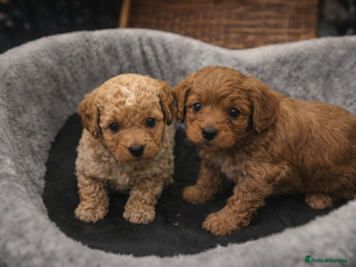 Maltipoo dogs 🐶 Adorable Korean Maltipoo Puppies – Ready Soon! - Advert 11