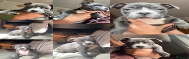 Staffordshire Bull Terrier Puppy 2