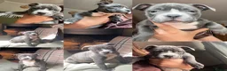 Staffordshire Bull Terrier dogs for sale: KC Blue staffy pups - Advert 4
