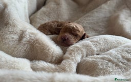 Mini Goldendoodle dogs for sale: Miniature Golden Doodles - Image 9