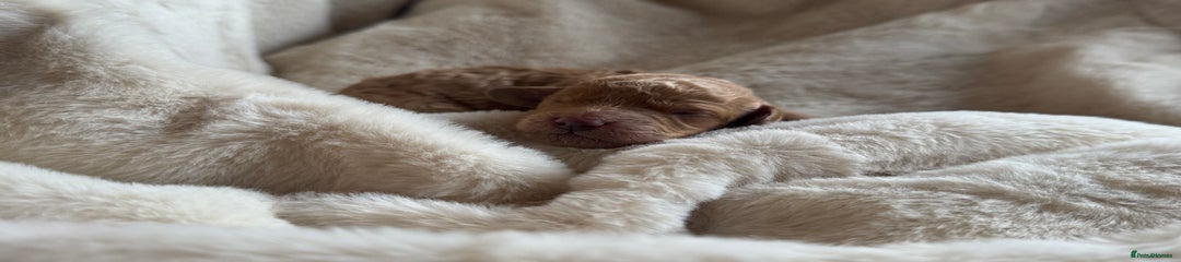 Mini Goldendoodle Puppy 5