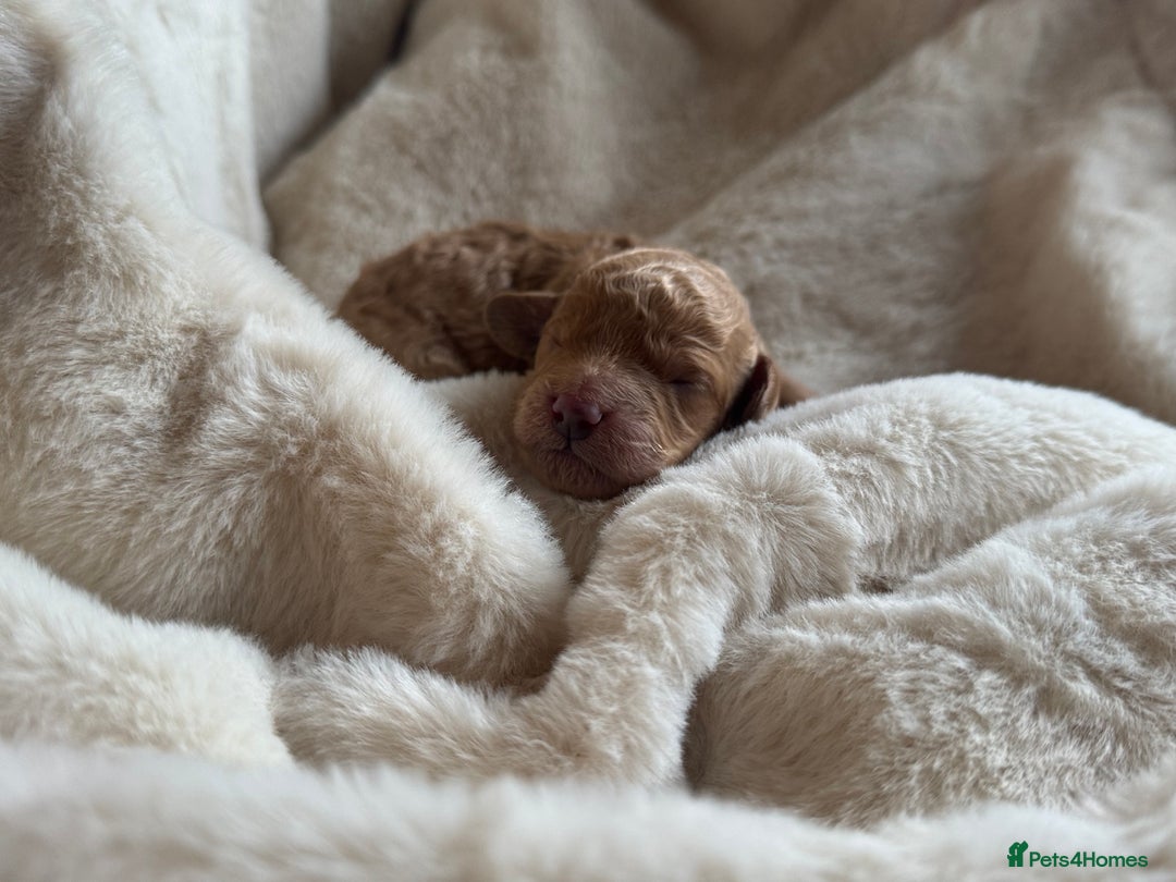 Mini Goldendoodle dogs for sale: Miniature Golden Doodles - Image 9