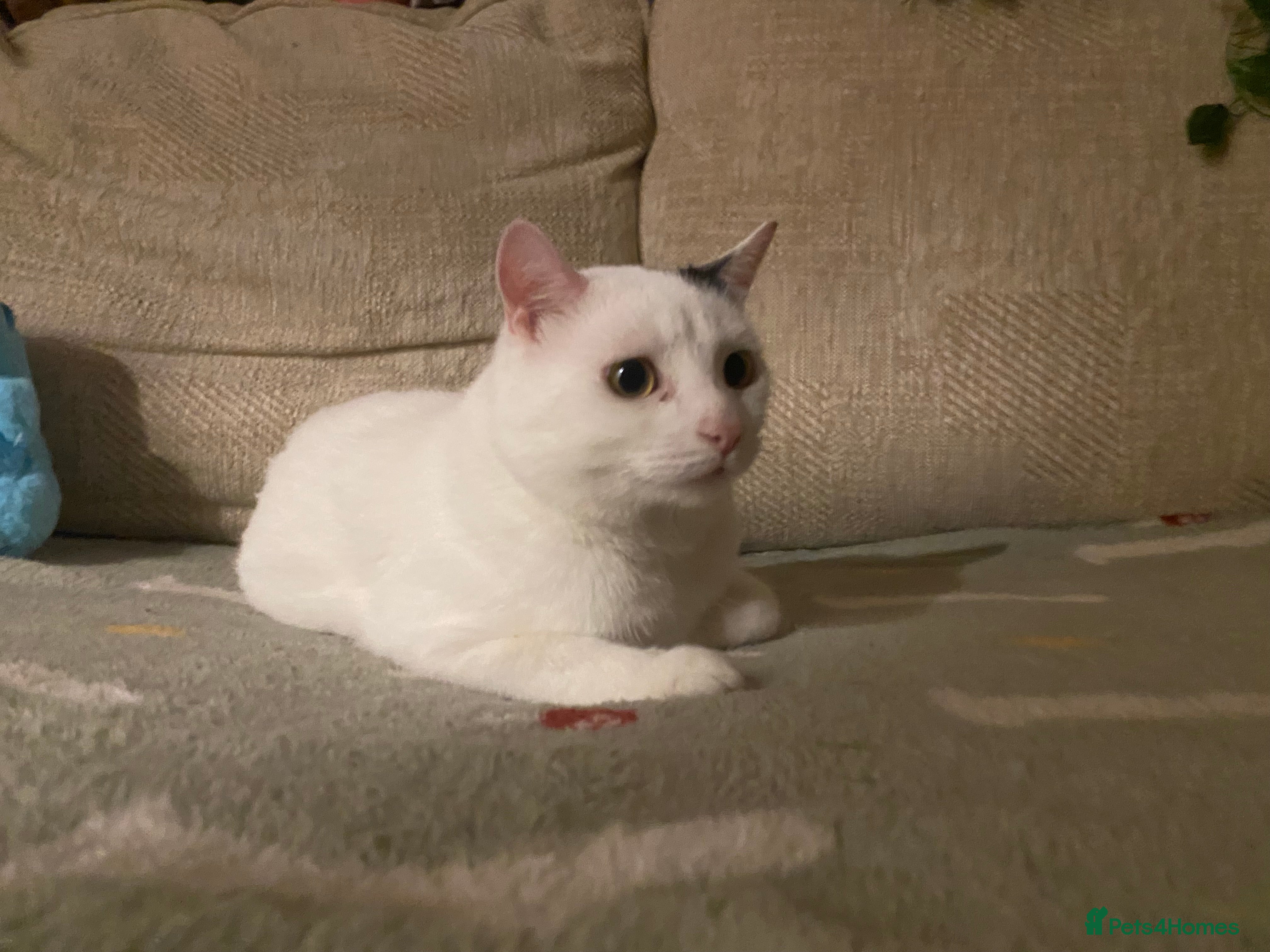 British Shorthair cats Sweet male cat needing new home  - Advert 1