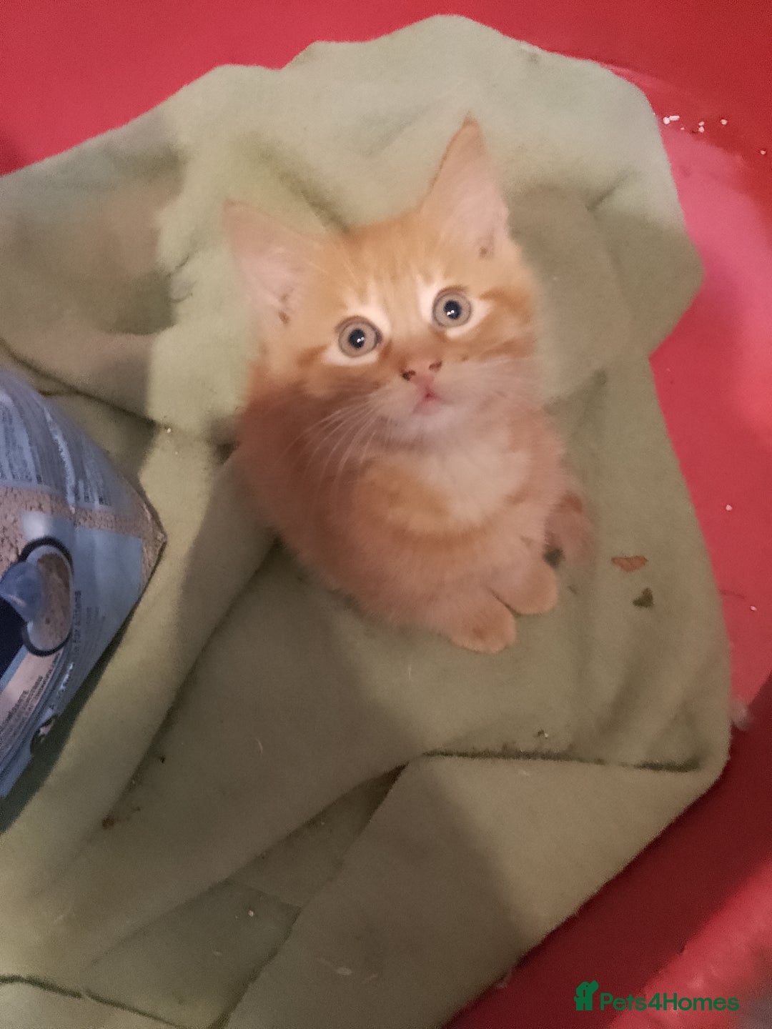Mixed Breed cats for sale: Adorable ginger kittens  - Advert 3
