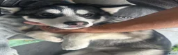 Pomsky dogs for sale: Price reduction Last boy F4 Pomsky  - Advert 6