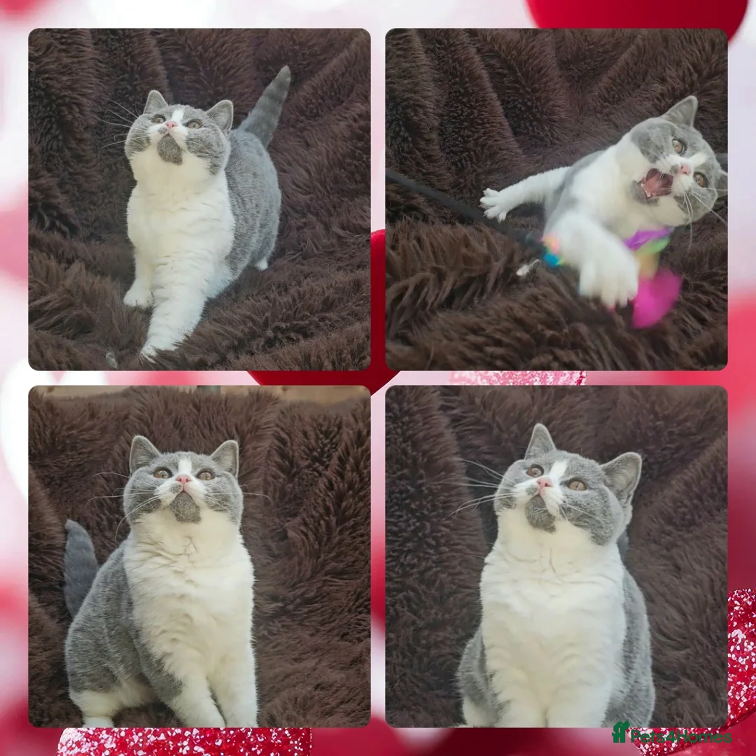 British Shorthair cats for sale: Perfect girl british shorthair kitten - Advert 16